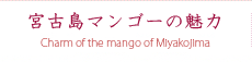 宮古島マンゴーの魅力｜ふるさと農園