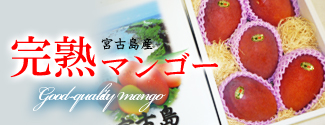 宮古島完熟マンゴー